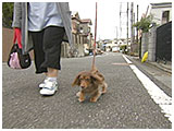 蒼空(シエル) きょうのわんこ 写真2