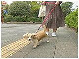 ルイ きょうのわんこ 写真2