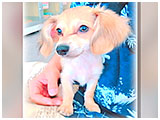 ルイ きょうのわんこ 写真3