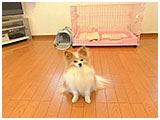 チェリー きょうのわんこ 写真2