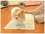 チェリー きょうのわんこ 写真4