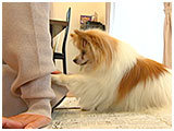 チェリー きょうのわんこ 写真5