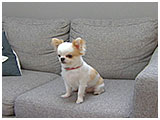 ちびまる きょうのわんこ 写真2