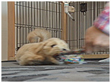 エルモ きょうのわんこ 写真4