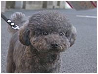らら きょうのわんこ 写真1