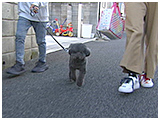 らら きょうのわんこ 写真2
