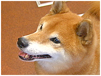 龍 きょうのわんこ 写真1