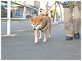 龍 きょうのわんこ 写真2