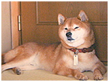 龍 きょうのわんこ 写真3