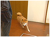 龍 きょうのわんこ 写真4