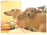 ウィンクル きょうのわんこ 写真3