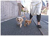 ウィンクル きょうのわんこ 写真4