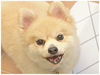 くう きょうのわんこ 写真1