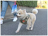 くう きょうのわんこ 写真2