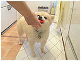 くう きょうのわんこ 写真4