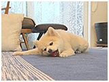 くう きょうのわんこ 写真5