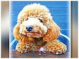 ワグ きょうのわんこ 写真3