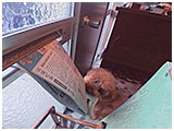ここの きょうのわんこ 写真4