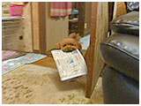 ここの きょうのわんこ 写真5