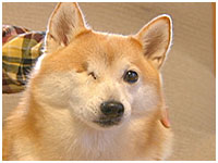 メイ きょうのわんこ 写真1