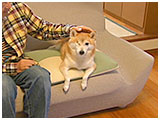 メイ きょうのわんこ 写真2