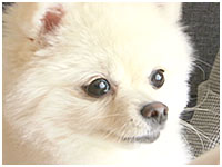 パイン きょうのわんこ 写真1