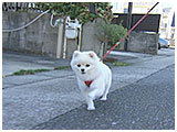 パイン きょうのわんこ 写真2