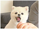 パイン きょうのわんこ 写真5
