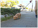 わこ きょうのわんこ 写真2