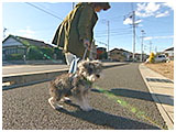 こんぶ きょうのわんこ 写真5