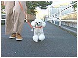 ルパン きょうのわんこ 写真2
