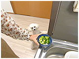 ルパン きょうのわんこ 写真4