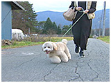ダッフィー きょうのわんこ 写真2
