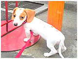 リン きょうのわんこ 写真3
