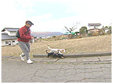 リン きょうのわんこ 写真4