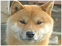 ポン太 きょうのわんこ 写真1