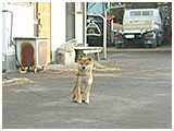 ポン太 きょうのわんこ 写真2