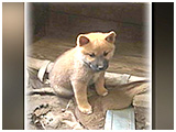 ポン太 きょうのわんこ 写真3