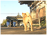 ポン太 きょうのわんこ 写真5