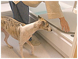 ユパ きょうのわんこ 写真4