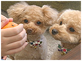 きなこ きょうのわんこ 写真4