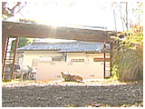 コウ きょうのわんこ 写真2