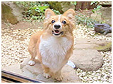 コウ きょうのわんこ 写真3