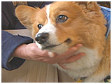 コウ きょうのわんこ 写真5