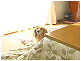 はな きょうのわんこ 写真2