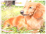 はな きょうのわんこ 写真3
