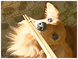 はな きょうのわんこ 写真5