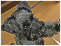 ROY きょうのわんこ 写真1