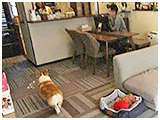 ウィル きょうのわんこ 写真3