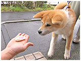 尊 きょうのわんこ 写真5